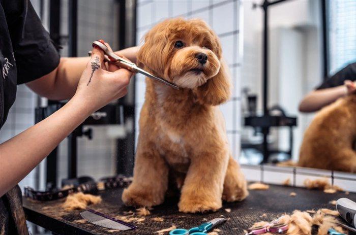 Groomer tunde un câine la salon